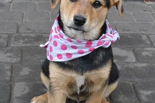 Molly- 10 tyg bardzo spokojna, delikatna, rozważna