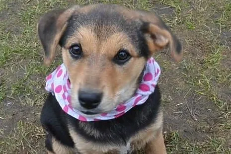 Molly- 10 tyg bardzo spokojna, delikatna, rozważna