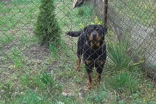Suczka Rasy Rottweiler szuka partnera, kujawsko-pomorskie Grudziądz
