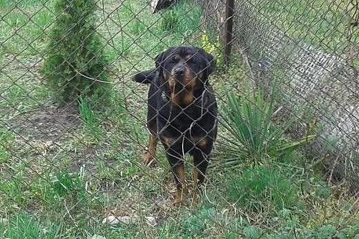 Suczka Rasy Rottweiler szuka partnera,  kujawsko-p