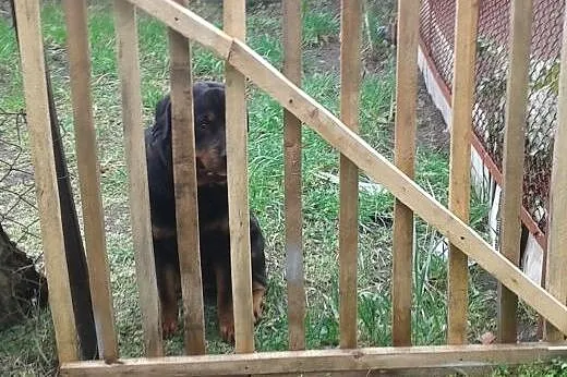 Suczka Rasy Rottweiler szuka partnera,  kujawsko-p