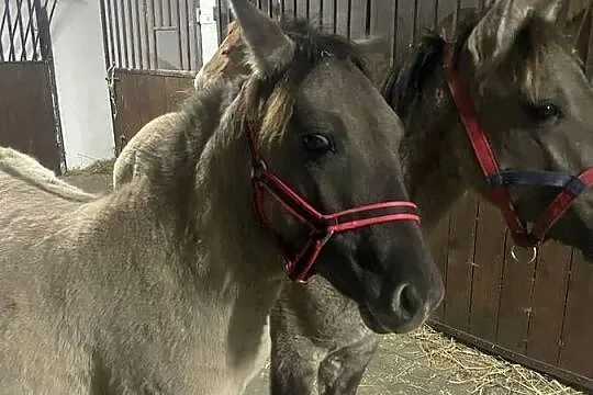 Sprzedam KONIKI POLSKIE, Łódzkie, Łochyńsko