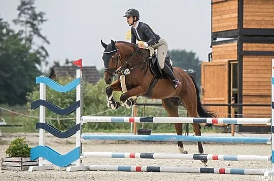 5 letni wałach do dużego sportu (Black Jack/Cornet Obolensky, Contesse/Contender), , 