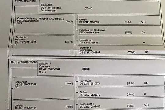 5 letni wałach do dużego sportu (Black Jack/Cornet Obolensky, Contesse/Contender), , 