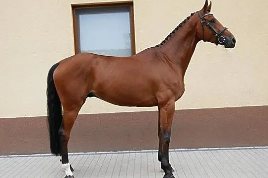 5 letni wałach do dużego sportu (Black Jack/Cornet Obolensky, Contesse/Contender), , 