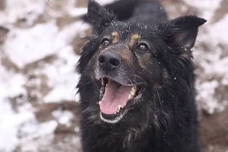 Przepiękny Kujawiak, czarny podpalany w typie OWCZARKA adopcja, Kundelki cała Polska