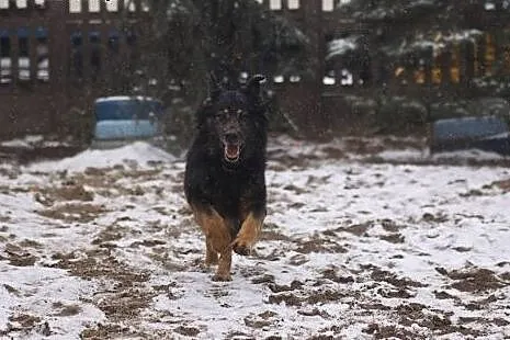 Przepiękny Kujawiak, czarny podpalany w typie OWCZ