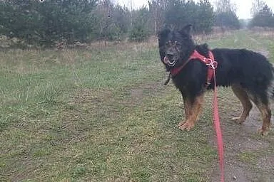 Przepiękny Kujawiak, czarny podpalany w typie OWCZ