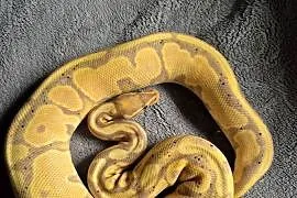 Python regius