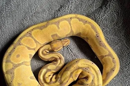 Python regius