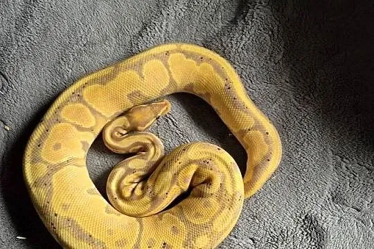 Python regius, Świętokrzyskie, Starachowice