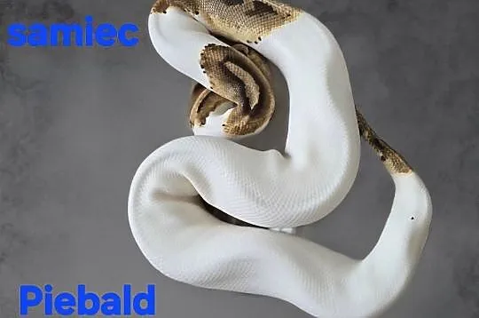 Piebald  samiec