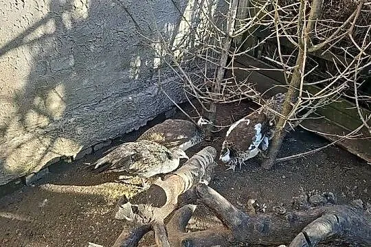 Zmienia wolierke papugi, Wielkopolskie, Leszno