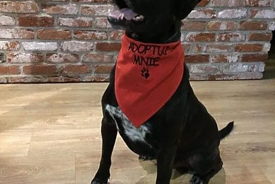 Kochany Czako do adopcji