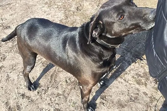 Kochany Czako do adopcji
