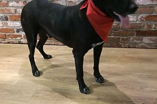 Kochany Czako do adopcji