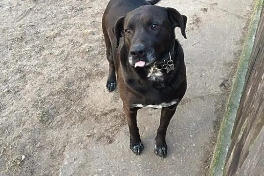 Kochany Czako do adopcji