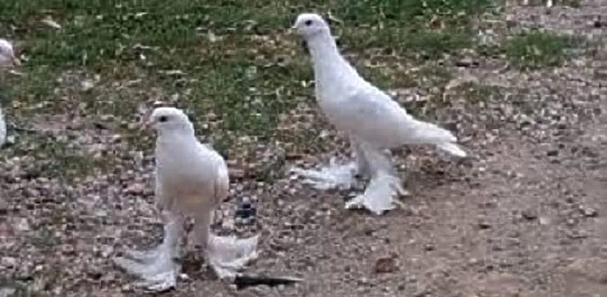 Sprzedam garłacze pomorskie, Małopolskie, Łapczyca
