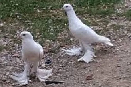 Sprzedam garłacze pomorskie, Małopolskie, Łapczyca