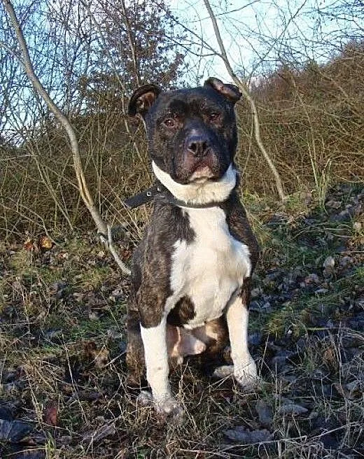 GUSTAW w typie amstaffa do adopcji, świętokrzyski