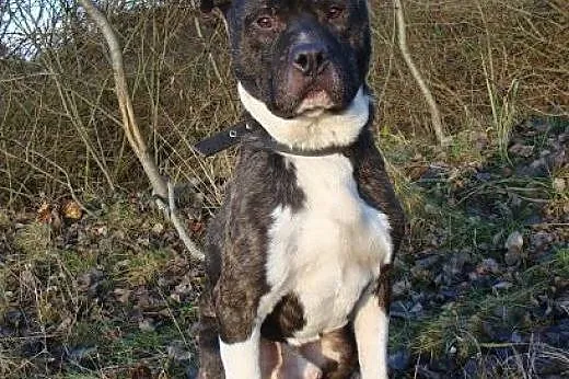 GUSTAW w typie amstaffa do adopcji,  świętokrzyski