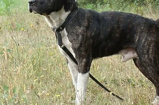 GUSTAW w typie amstaffa do adopcji,  świętokrzyski