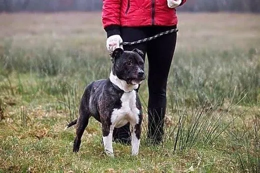 GUSTAW w typie amstaffa do adopcji,  świętokrzyski