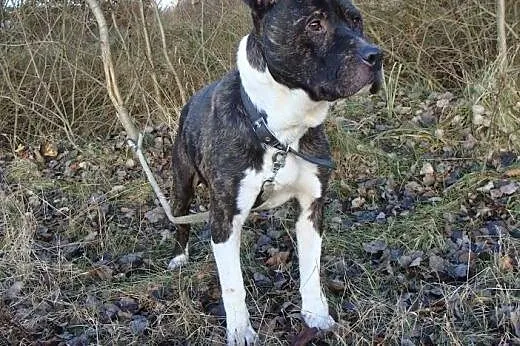GUSTAW w typie amstaffa do adopcji,  świętokrzyski