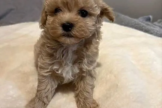 Maltipoo śliczne szczenięta