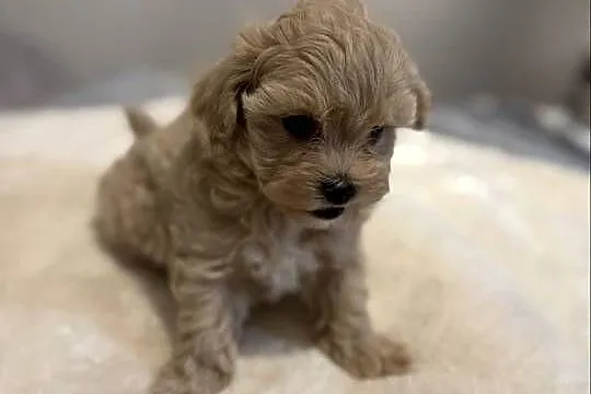 Maltipoo śliczne szczenięta, Dolnośląskie, Bolesławiec