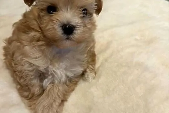 Maltipoo śliczne szczenięta, Dolnośląskie, Bolesławiec