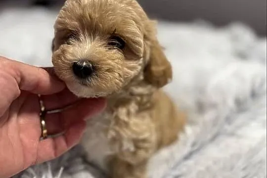 Maltipoo śliczne szczenięta, Dolnośląskie, Bolesławiec