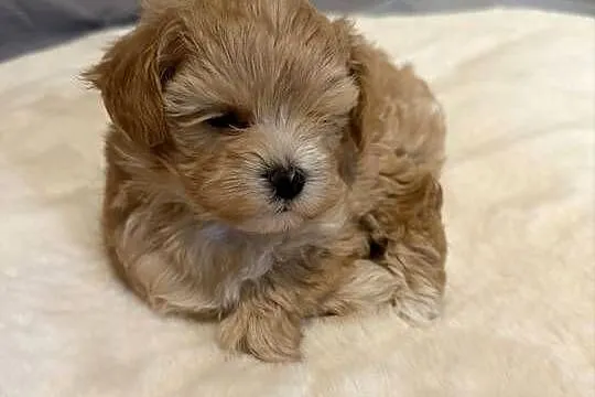 Maltipoo śliczne szczenięta, Dolnośląskie, Bolesławiec