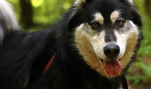 Zefir - wesoły psiak mix husky czeka na kochający
