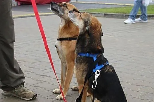 Neska i Saba - cudne dziewczyny szukaja domu na st