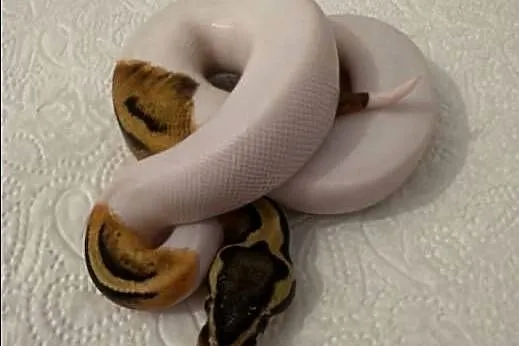 Python Królewski Pastel pied