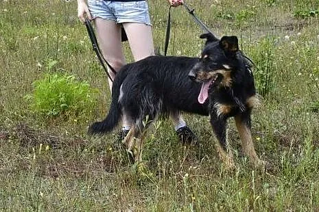 Scooby - fajny psiak dla wesołek rodzinki! Idealny
