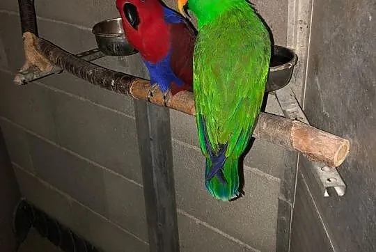 Lory wielkie para, Wielkopolskie, Gostyń