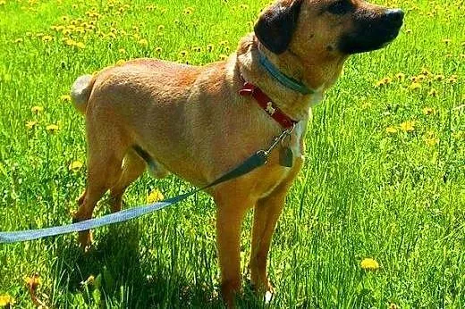 CZESTER - piękny, niewielki kochany przytulak szuk