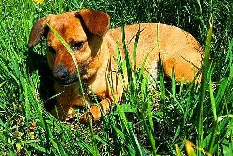 CZESTER - piękny, niewielki kochany przytulak szuk