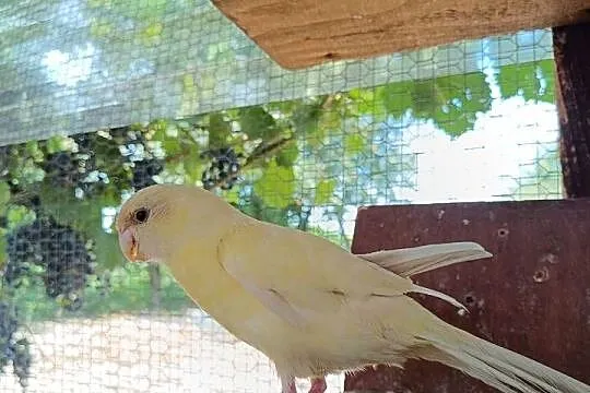 Papugi różne z woliery zewnętrznej, Podkarpackie, Krosno