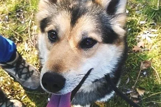 Nesti do adopcji,  śląskie Częstochowa