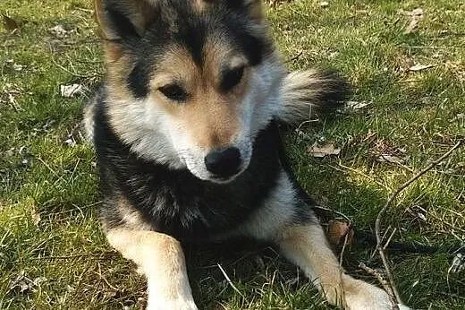 Nesti do adopcji,  śląskie Częstochowa