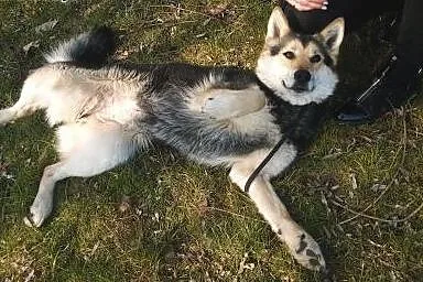 Nesti do adopcji,  śląskie Częstochowa