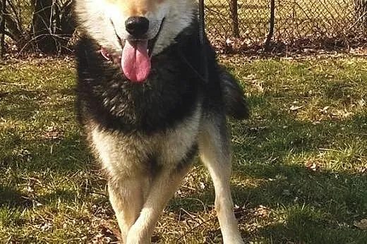 Nesti do adopcji,  śląskie Częstochowa