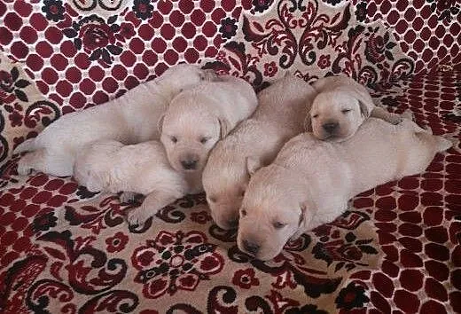 Labrador Retriever szczeniaki sprzedam, podkarpac