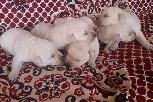 Labrador Retriever szczeniaki sprzedam,  podkarpac