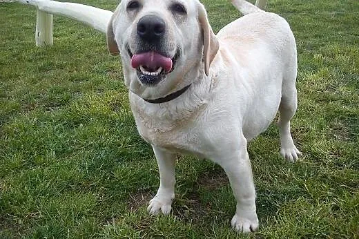 Labrador Retriever szczeniaki sprzedam,  podkarpac