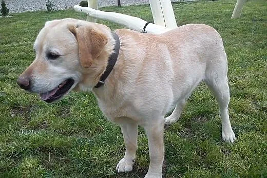 Labrador Retriever szczeniaki sprzedam,  podkarpac