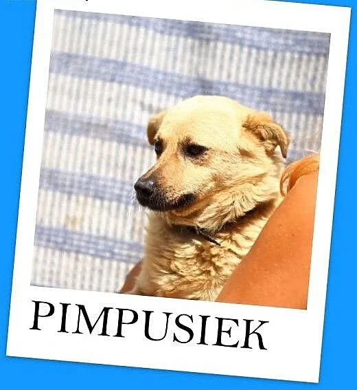 PIMPUŚ – Łagodny,posłuszny,radosny, mały